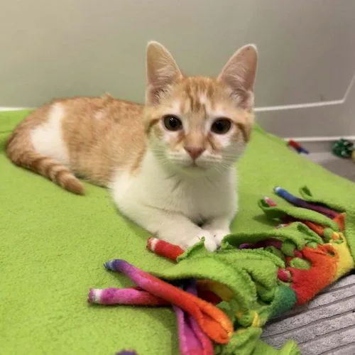 A baby small-sized male Domestic Short Hair cat named Rend for adoption in Toms River, NJ