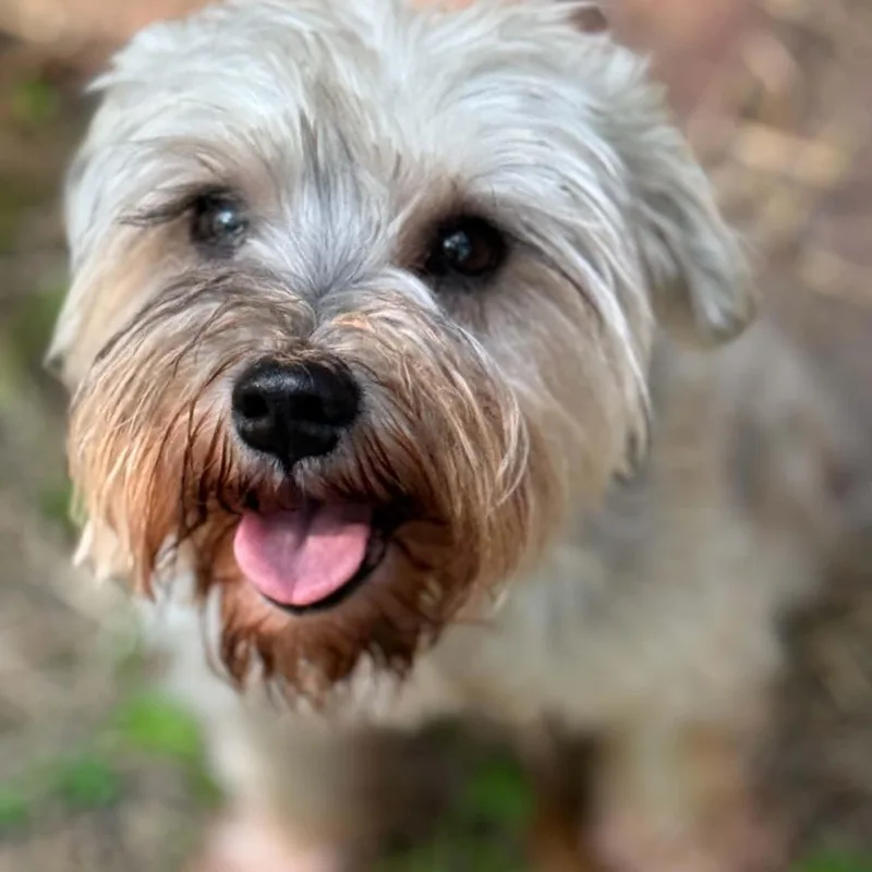 An adult small-sized female Miniature Schnauzer dog named Willa for adoption in Homer Glen, IL