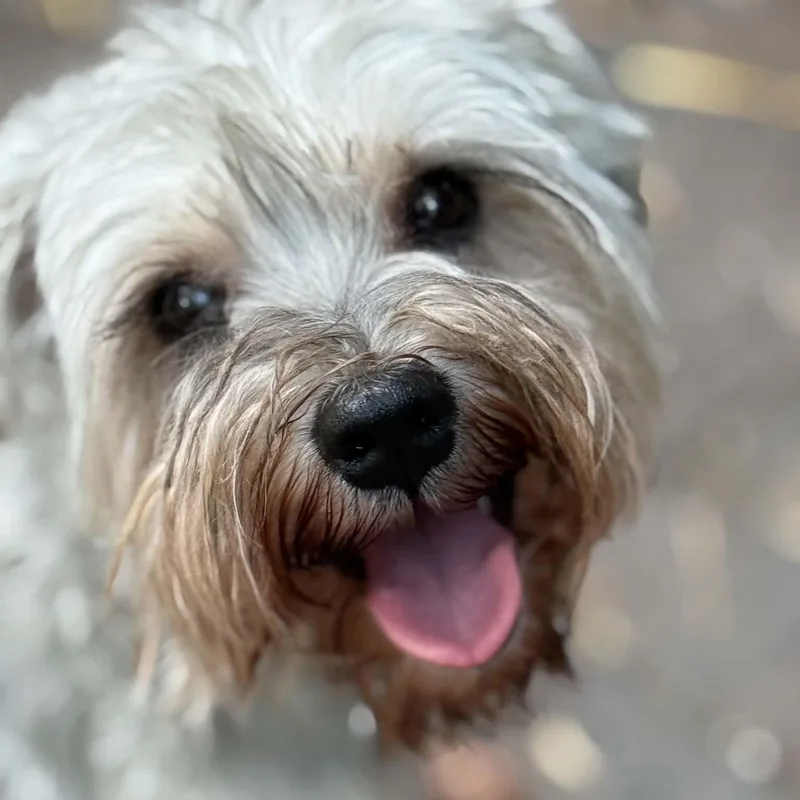Willa thumbnail 3
