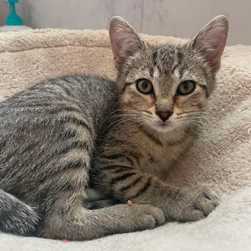 A baby small-sized female Brown / Chocolate Domestic Short Hair cat named Hox for adoption in Plainfield, IL