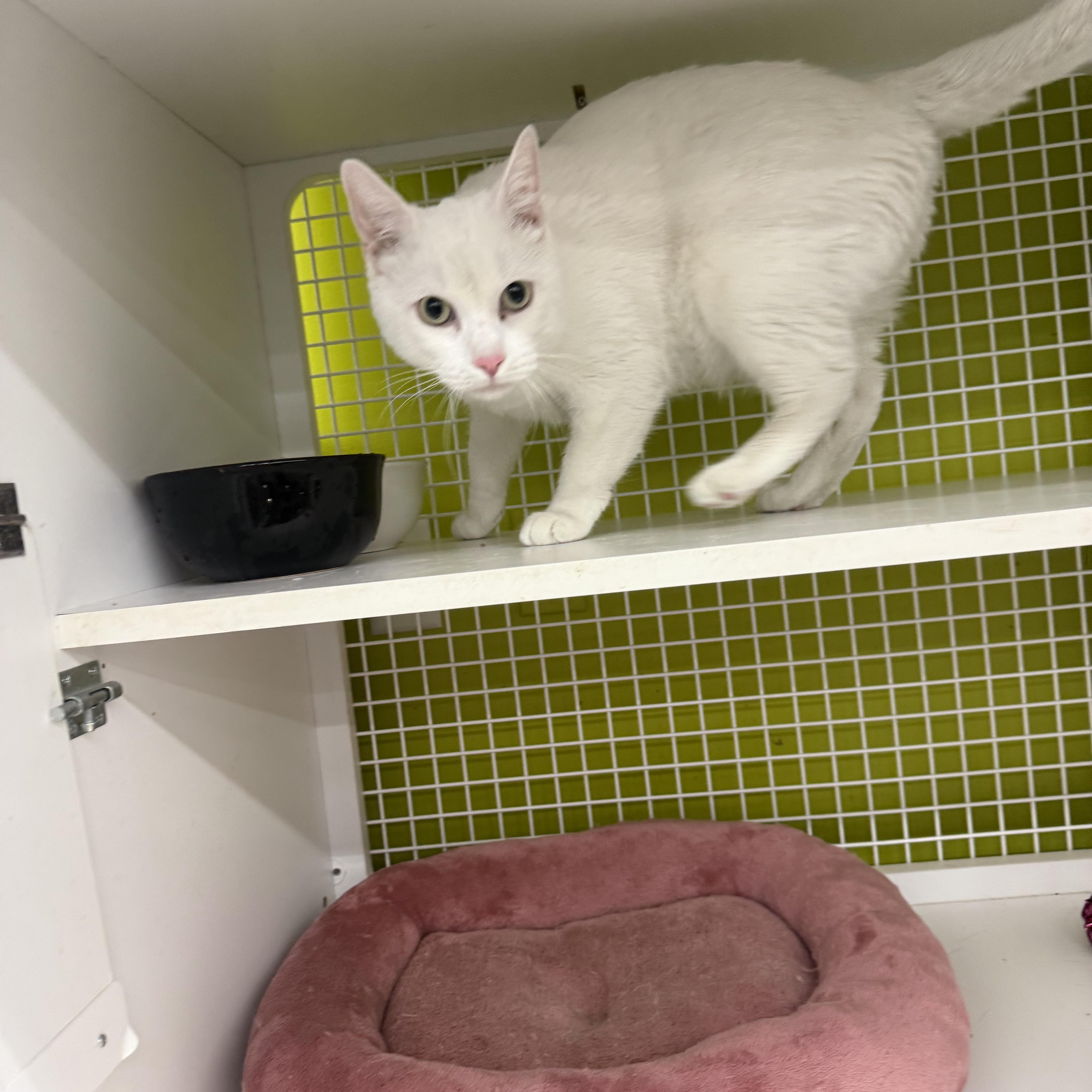 An adult large-sized male White Domestic Short Hair cat named Biscuit Maker for adoption in Las Vegas, NV