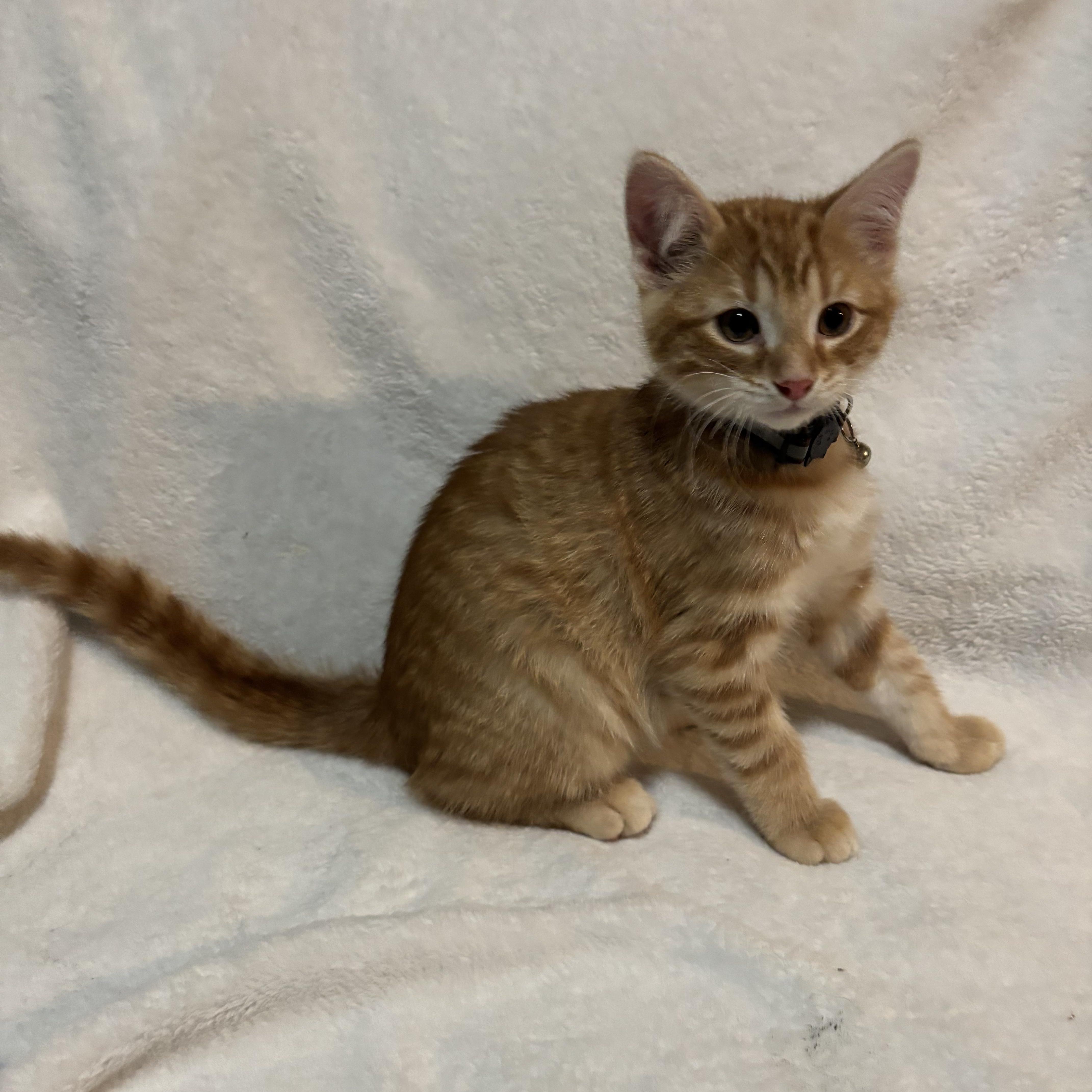 A baby medium-sized male Tabby (Orange / Red) Domestic Short Hair cat named Cheese Curd for adoption in Farmington, MN