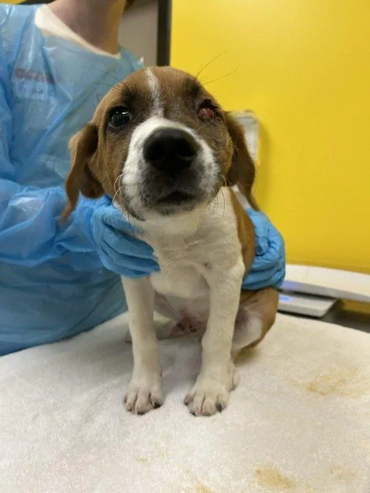 A baby small-sized male Brown / Chocolate Mixed Breed dog named Piplup for adoption in Raleigh, NC