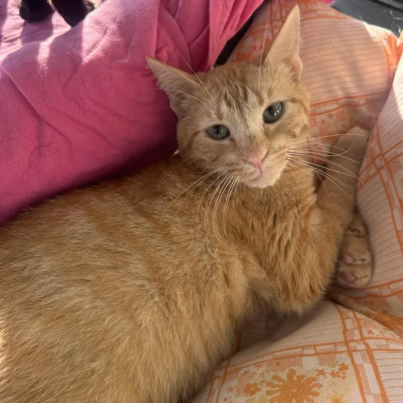 A young medium-sized male Orange / Red Domestic Short Hair cat named Empty Slot for adoption in Rocky Mount, VA