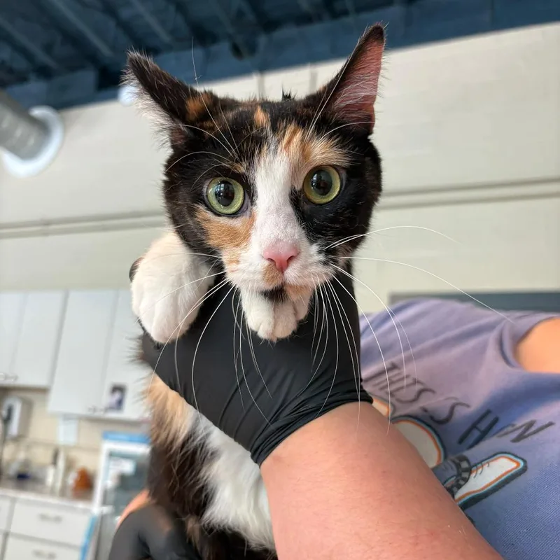 A young medium-sized female Calico Domestic Short Hair cat named Lilith for adoption in Huntington, WV
