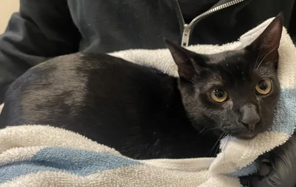 A young medium-sized male Domestic Short Hair cat named Shadow for adoption in Oceanside, CA