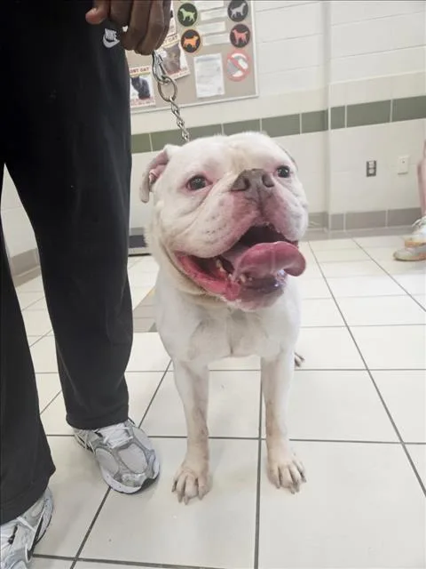 An adult medium-sized male American Bulldog dog named Ralph for adoption in Derwood, MD