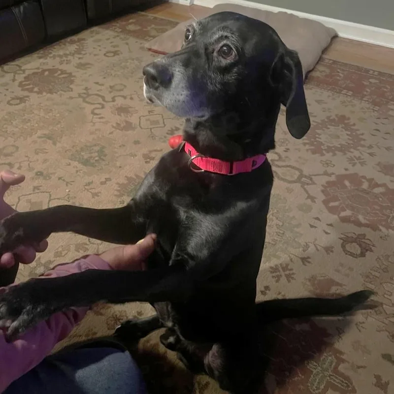 A senior medium-sized male Black Mixed Breed dog named Milo for adoption in Rensselaer, NY