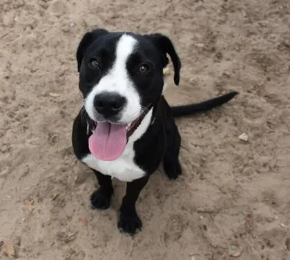 An adult medium-sized male Black American Staffordshire Terrier dog named Artemis for adoption in Inverness, FL