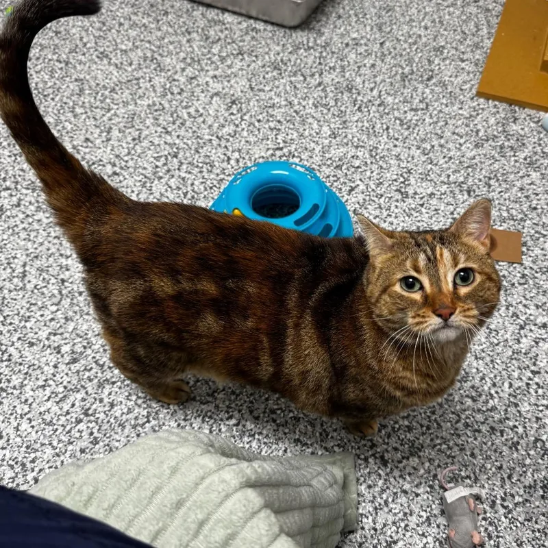 An adult large-sized female Tortoiseshell Domestic Short Hair cat named Sporty for adoption in Brookfield, WI