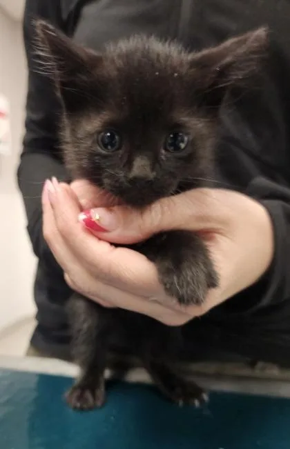 A baby small-sized female Domestic Short Hair cat named Truffle for adoption in Gastonia, NC