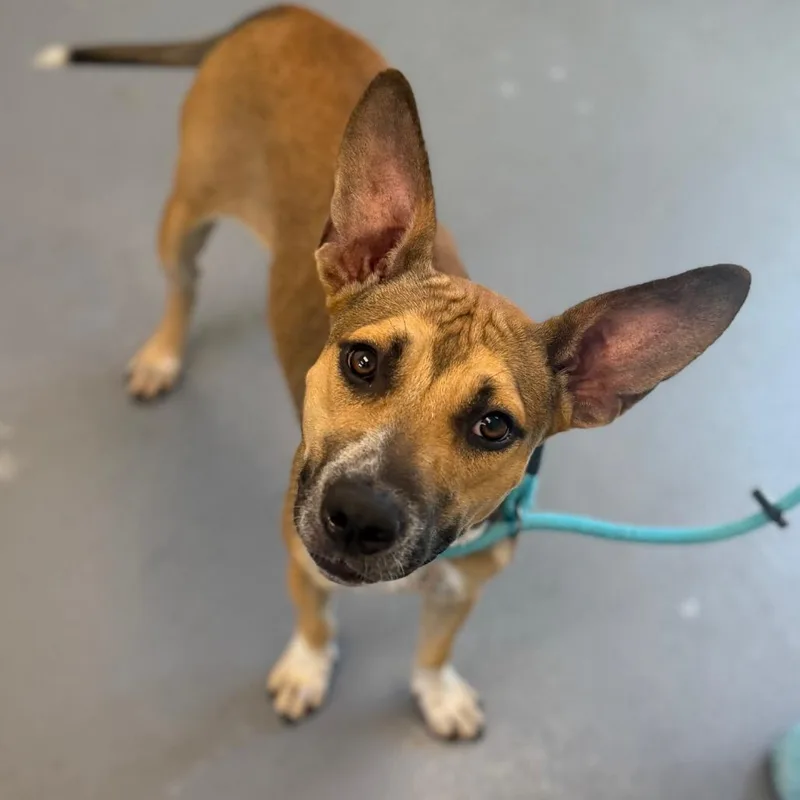 An adult medium-sized female Yellow / Tan / Blond / Fawn Mixed Breed dog named Madie for adoption in Sarasota, FL