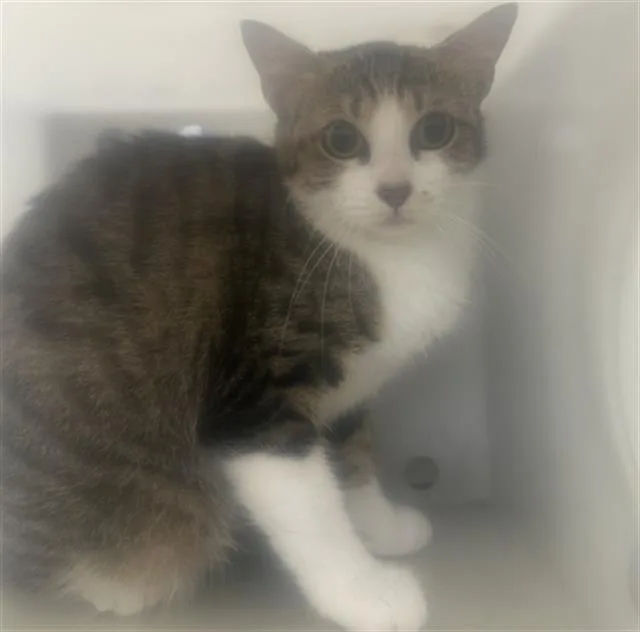 An adult medium-sized female Domestic Short Hair cat named Baby for adoption in Dallas, TX