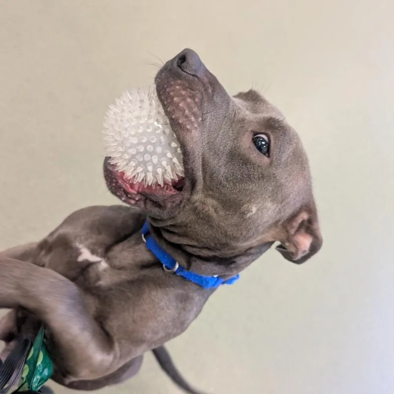 An adult medium-sized female Gray / Blue / Silver Pit Bull Terrier dog named Moca for adoption in Chicago, IL