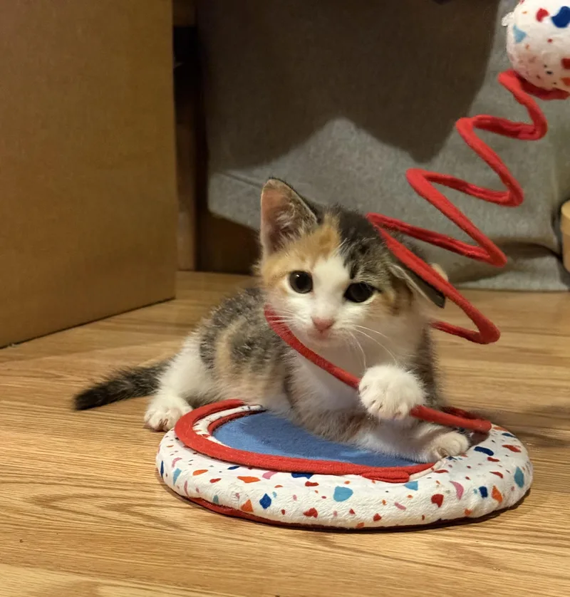 A baby small-sized female Domestic Medium Hair cat named Dopamine for adoption in Davidson, NC