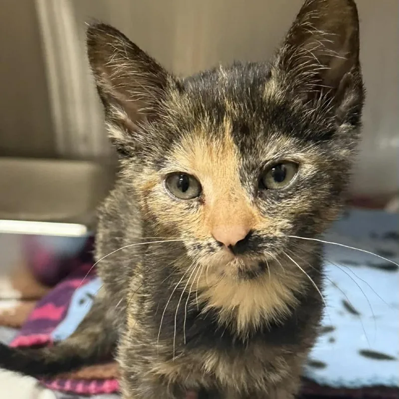 A baby small-sized female Tortoiseshell Domestic Short Hair cat named Marnie for adoption in Caryville, TN