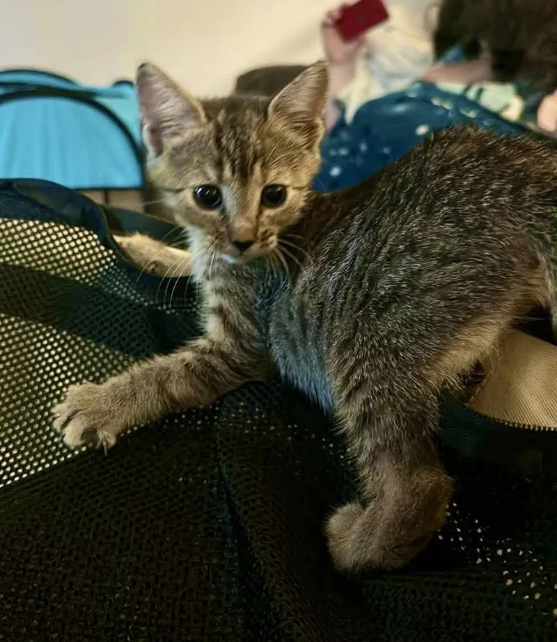A baby small-sized female Brown / Chocolate Domestic Short Hair cat named Jillybean for adoption in Virginia Beach, VA