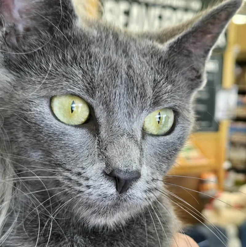 A young medium-sized female Gray / Blue / Silver Domestic Short Hair cat named Yelena for adoption in Fairborn, OH