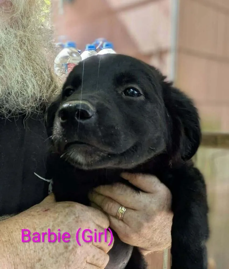 LLP Nina : Barbie