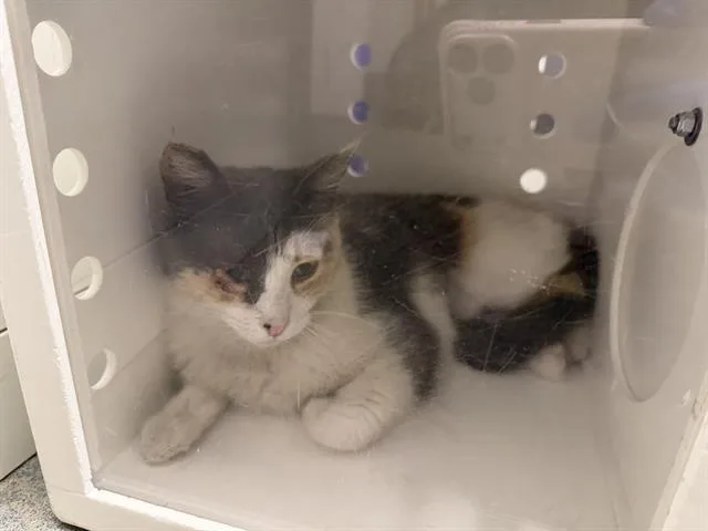An adult small-sized female Domestic Short Hair cat named A for adoption in Ontario, CA