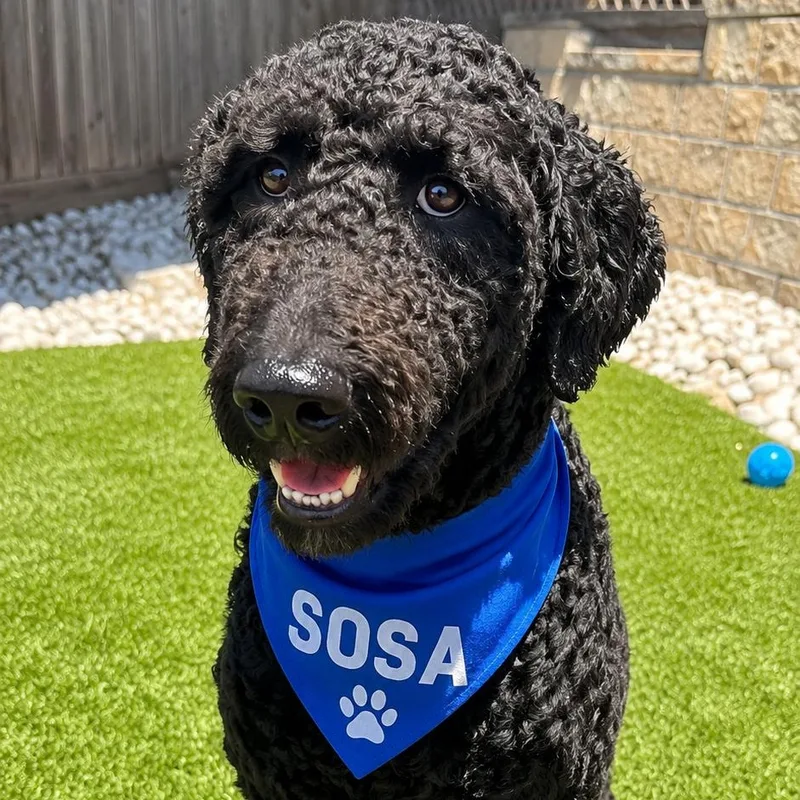 Sosa