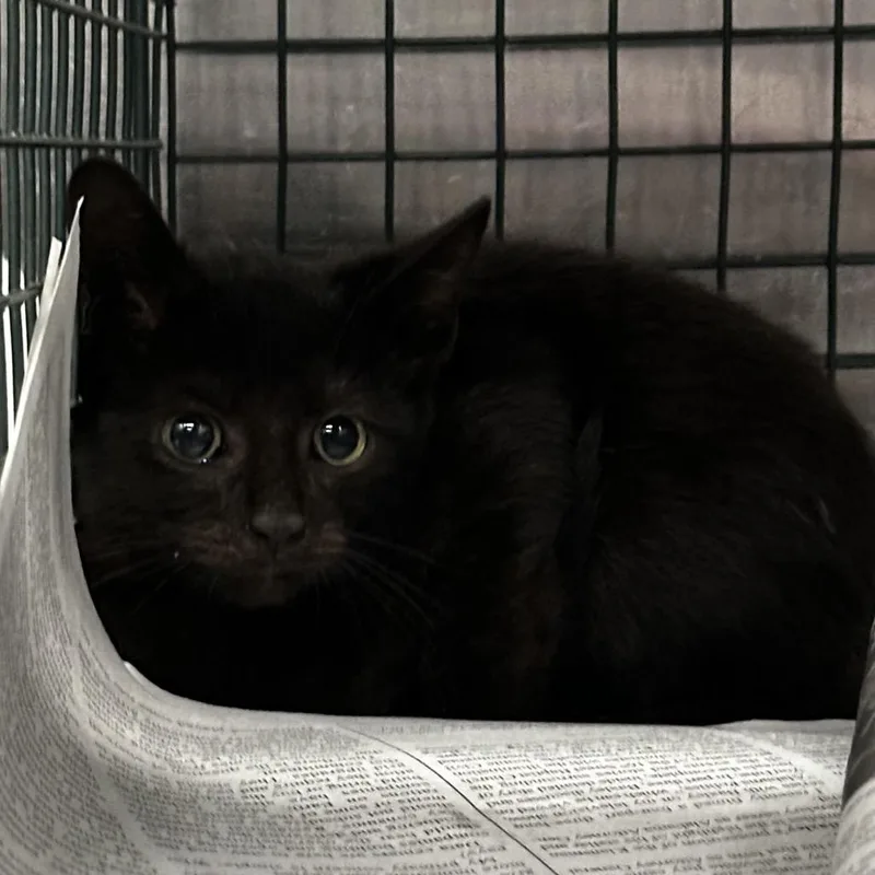 A baby small-sized male Black Domestic Short Hair cat named James for adoption in Montgomery, AL