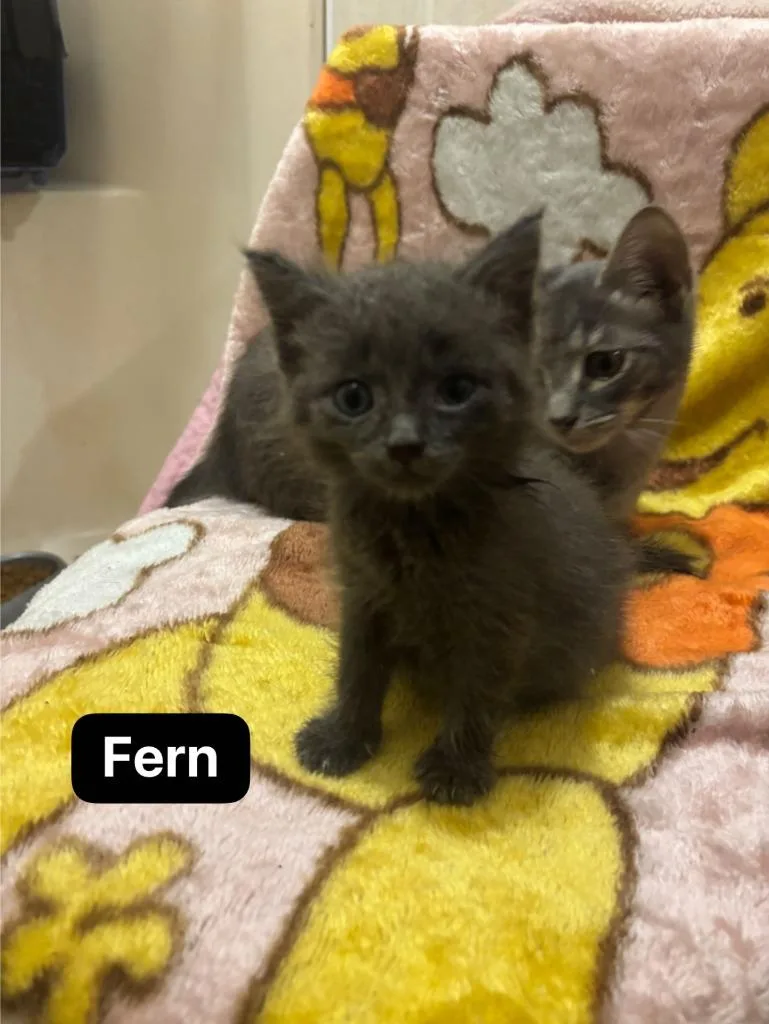 A baby medium-sized female Domestic Short Hair cat named Fern for adoption in Johnson City, TN