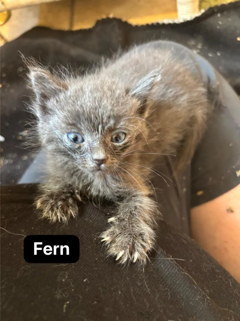 Fern thumbnail 2
