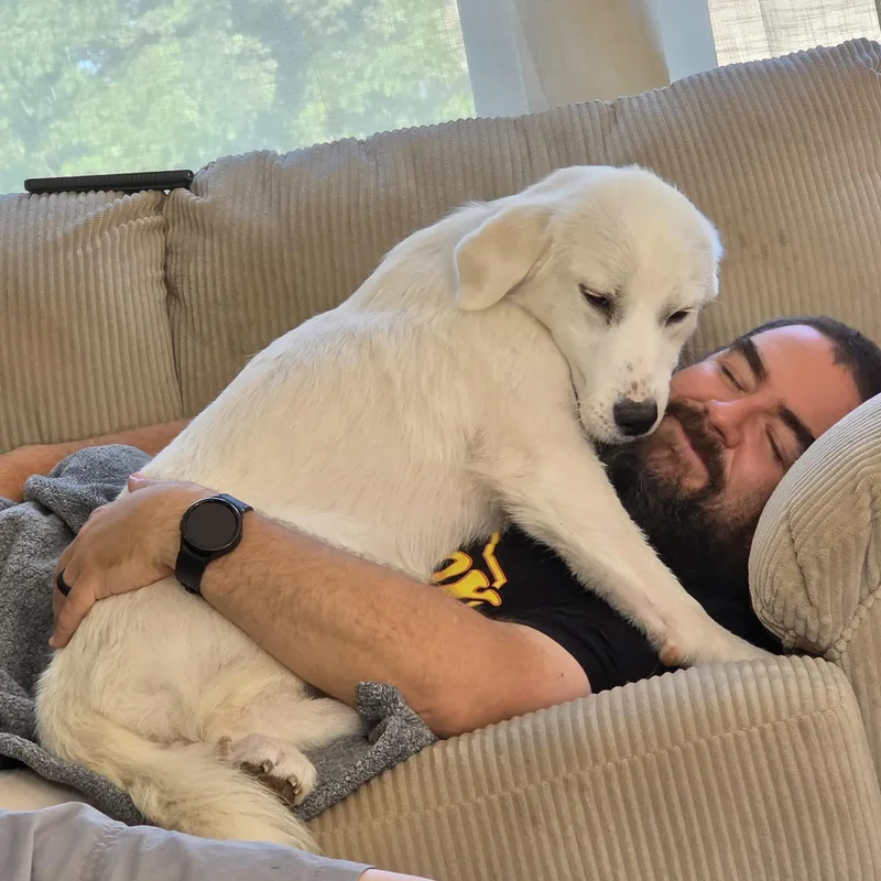 A baby large-sized female White / Cream Great Pyrenees dog named Maisy for adoption in Louisburg, KS