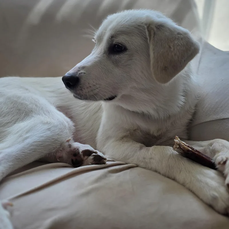 Maisy thumbnail 2