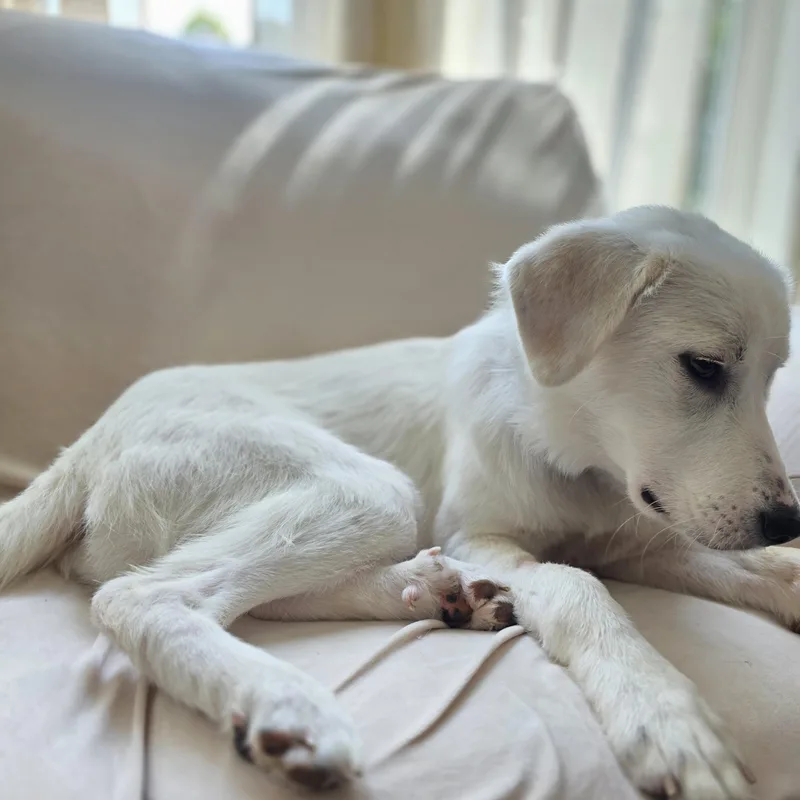 Maisy thumbnail 6