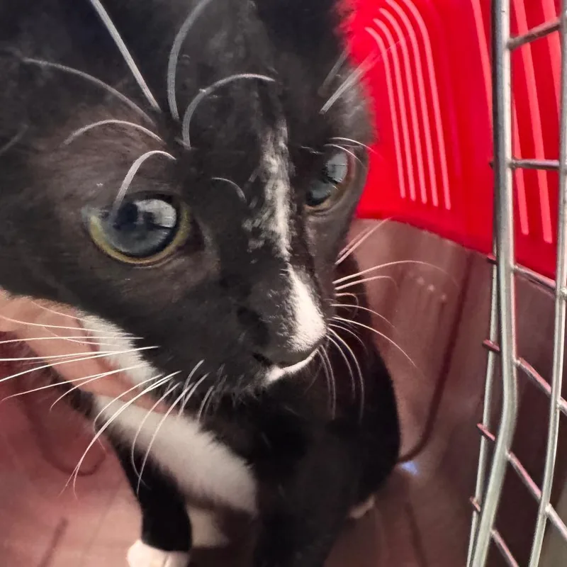 An adult medium-sized female Black Domestic Short Hair cat named Ezra for adoption in Clearwater, FL