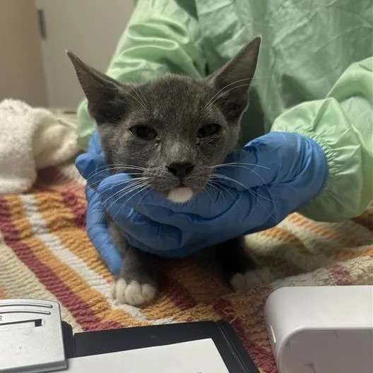 A baby small-sized male Domestic Medium Hair cat named Catan for adoption in Tempe, AZ
