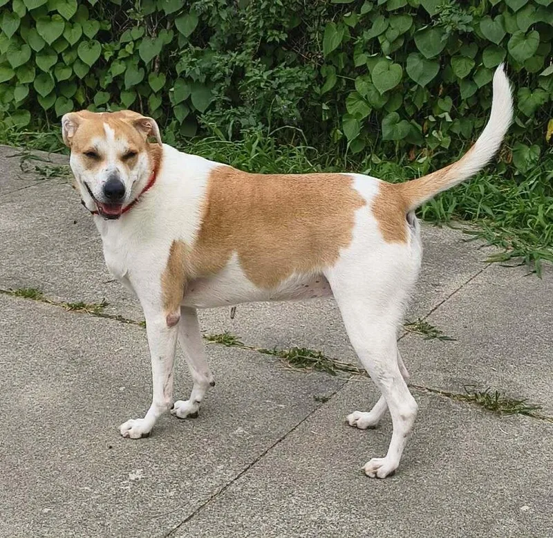 An adult large-sized female Tricolor (Brown, Black, & White) Terrier dog named Lacey for adoption in Plymouth, MI