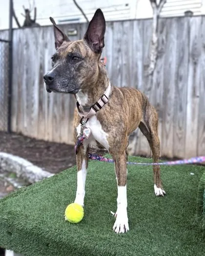An adult medium-sized female Terrier dog named Seabiscuit for adoption in Washington, DC