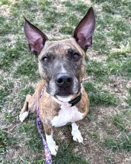 Seabiscuit thumbnail 2