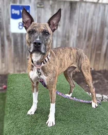 Seabiscuit thumbnail 3