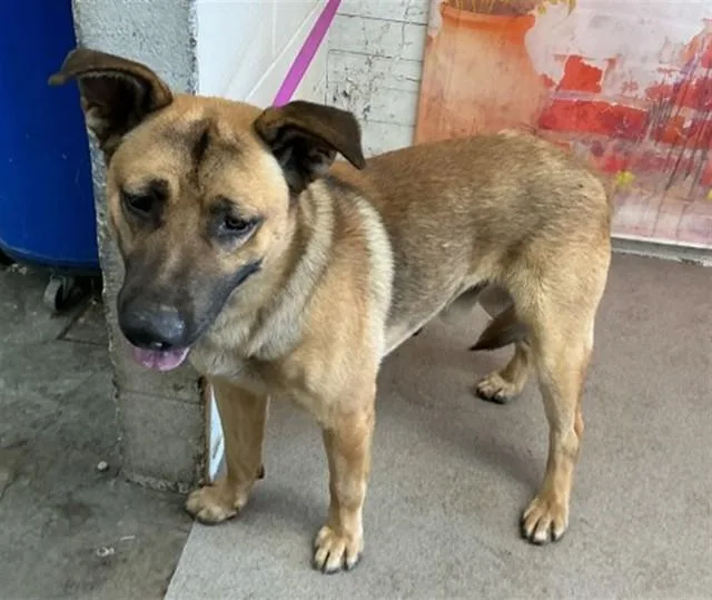 An adult large-sized male German Shepherd Dog dog named Goose for adoption in San Bernardino, CA