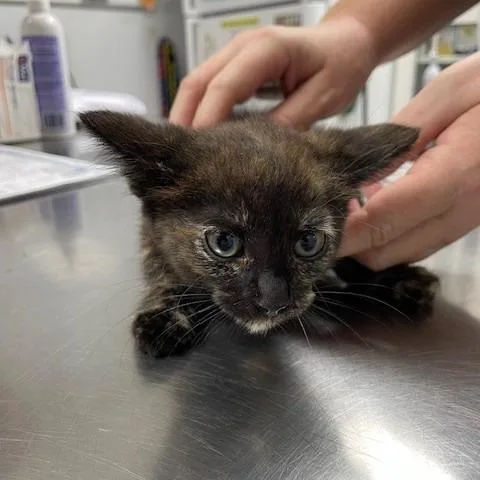 A baby small-sized female Calico Domestic Short Hair cat named Penzy for adoption in Long Beach, CA