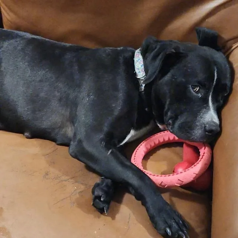 An adult large-sized female Black Labrador Retriever dog named Maggie for adoption in Traverse City, MI