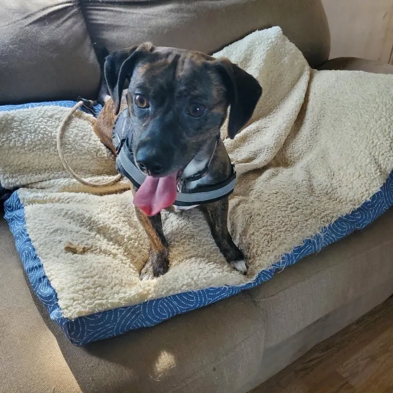 An adult small-sized male Dachshund dog named Porter for adoption in Lexington, KY