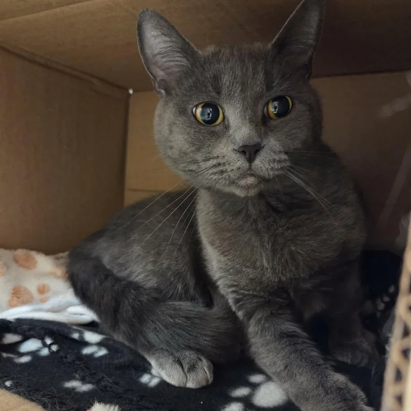 A young medium-sized female Gray / Blue / Silver Domestic Short Hair cat named Gracie Mae for adoption in Ballston Spa, NY