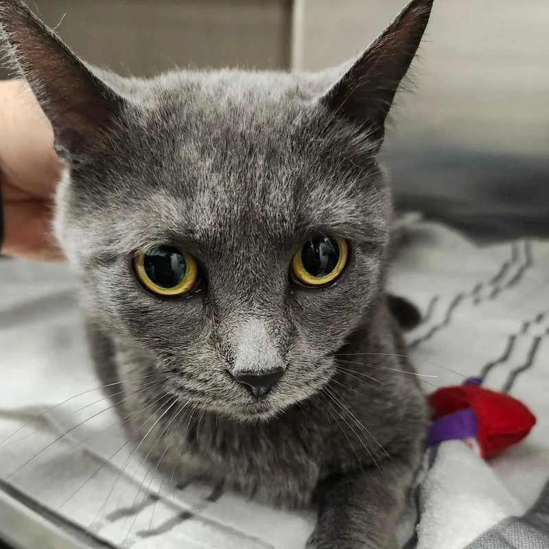 Gracie Mae thumbnail 2