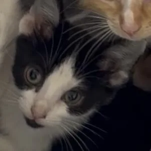 A baby small-sized male White Domestic Short Hair cat named Clawdia for adoption in Greensboro, NC