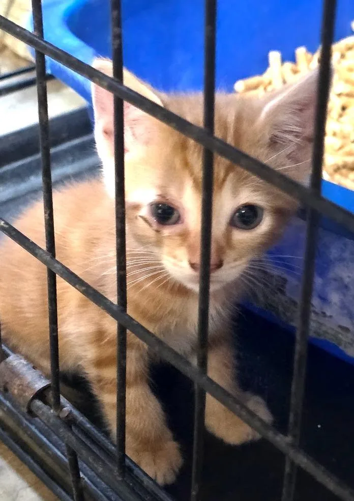 A baby medium-sized male Domestic Long Hair cat named Baxter for adoption in Crossville, TN