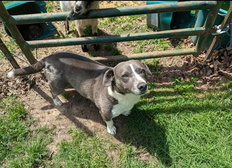 An adult medium-sized female Gray / Blue / Silver Labrador Retriever dog named Molly Mcbutters for adoption in Fort Payne, AL