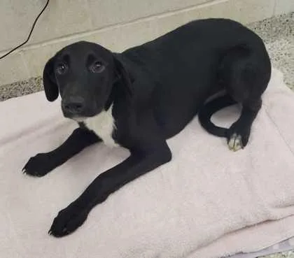 A baby medium-sized female Black Mixed Breed dog named Hawaii for adoption in Kansas City, MO