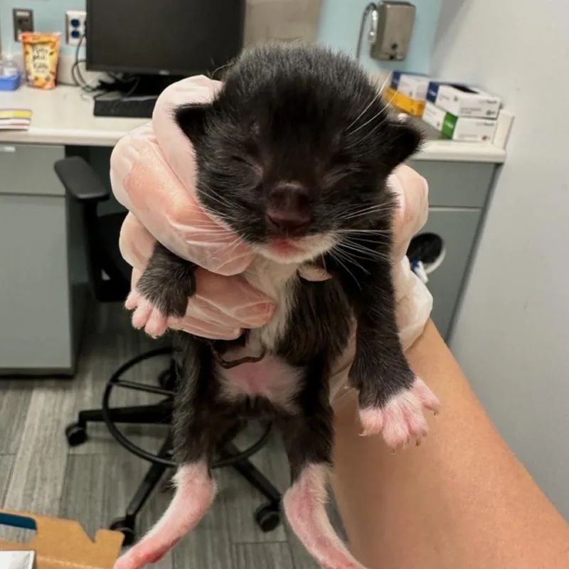 A baby small-sized female Black Domestic Medium Hair cat named Charcoal for adoption in Jacksonville, FL