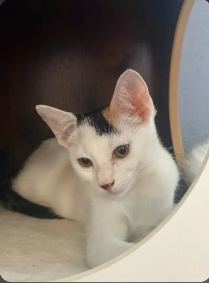 A baby medium-sized female Domestic Short Hair cat named Tamera for adoption in San Pedro, CA
