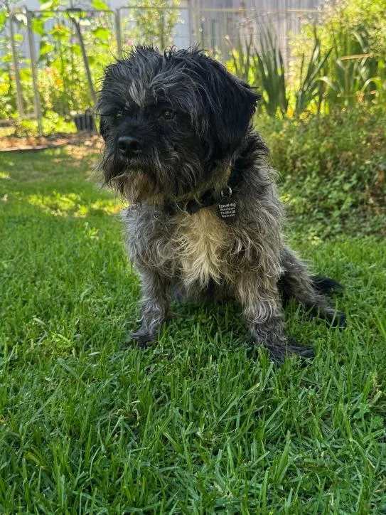 An adult small-sized male Cockapoo dog named Oscar for adoption in Orange, CA